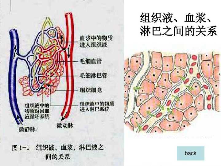 第三种人体5.jpeg