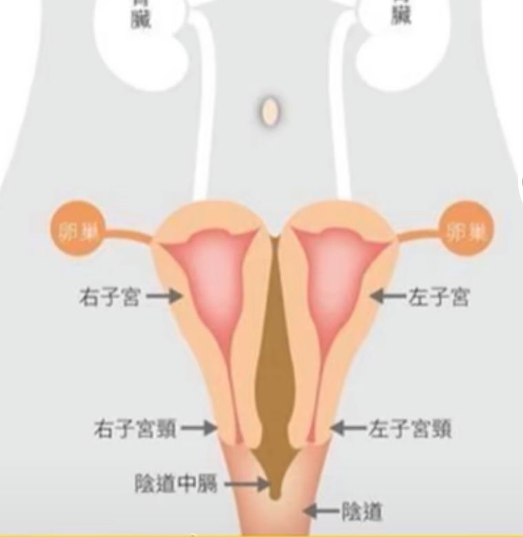 双.jpg